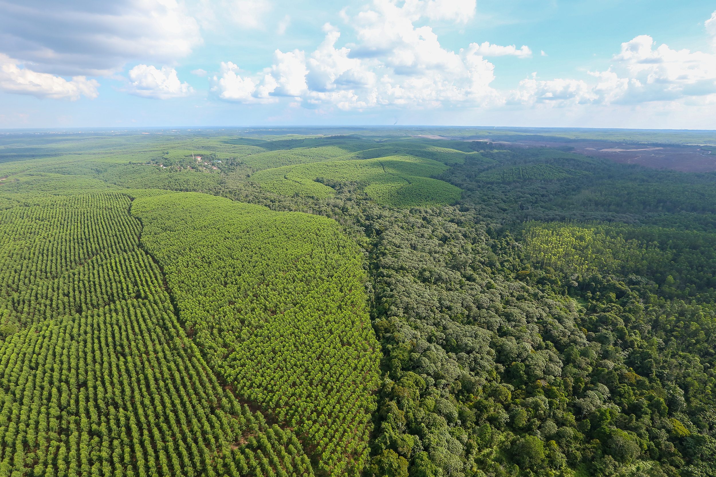 APP Group Signs Agreement with the Forest Stewardship Council (FSC) to Engage in the Process of Implementing the FSC Remedy Framework.